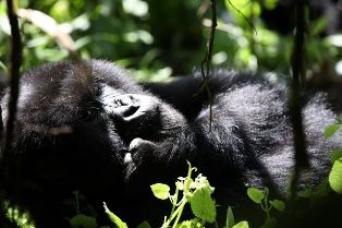 rwanda gorilla vacation planning